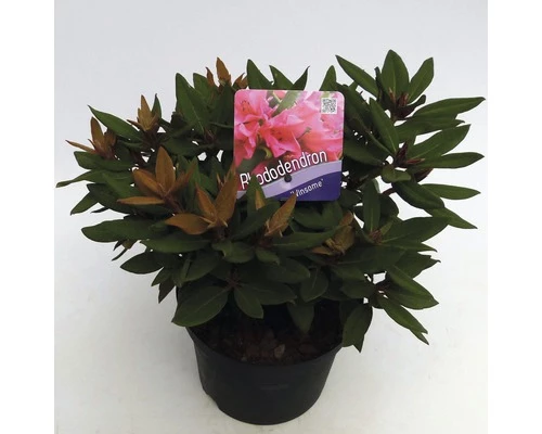 FLORASELF® Dwergrhododendron Rhododendron 'Winsome' Potmaat Ø17 Cm 3 FLORASELF® Dwergrhododendron Rhododendron 'Winsome' Potmaat Ø17 Cm