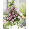 FLORASELF Suzanne Met De Mooie Ogen Thunbergia Alata 'Rose Sensation' Potmaat Ø 19 Cm H 70-75 Cm -FLORASELF Verkoop DV 8 6588092 01 4c DE 20180224124909