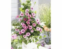 FLORASELF Suzanne Met De Mooie Ogen Thunbergia Alata 'Rose Sensation' Potmaat Ø 19 Cm H 70-75 Cm