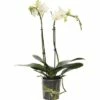 FloraSelf FLORASEF Vlinderorchidee Wit Phalaenopsis-Cultivars Potmaat Ø 9 Cm H 30-40 Cm 2 FloraSelf FLORASEF Vlinderorchidee Wit Phalaenopsis-Cultivars Potmaat Ø 9 Cm H 30-40 Cm -FLORASELF Verkoop DV 8 6592291 01 4c CH 20180117223043