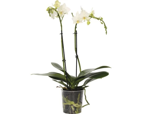 FloraSelf FLORASEF Vlinderorchidee Wit Phalaenopsis-Cultivars Potmaat Ø 9 Cm H 30-40 Cm 3 FloraSelf FLORASEF Vlinderorchidee Wit Phalaenopsis-Cultivars Potmaat Ø 9 Cm H 30-40 Cm