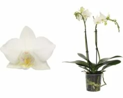 FloraSelf FLORASEF Vlinderorchidee Wit Phalaenopsis-Cultivars Potmaat Ø 9 Cm H 30-40 Cm 5 FloraSelf FLORASEF Vlinderorchidee Wit Phalaenopsis-Cultivars Potmaat Ø 9 Cm H 30-40 Cm -FLORASELF Verkoop DV 8 6592291 02 4c DE 20180306105351