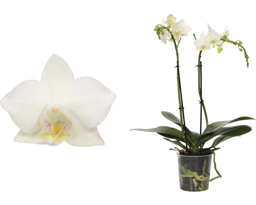 FloraSelf FLORASEF Vlinderorchidee Wit Phalaenopsis-Cultivars Potmaat Ø 9 Cm H 30-40 Cm 4 FloraSelf FLORASEF Vlinderorchidee Wit Phalaenopsis-Cultivars Potmaat Ø 9 Cm H 30-40 Cm - Afbeelding 2
