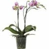 FLORASELF Orchidee Phalaenopsis-Cultivars Multiflower Rosa Potmaat Ø 9 Cm H 30-40 Cm 2 FLORASELF Orchidee Phalaenopsis-Cultivars Multiflower Rosa Potmaat Ø 9 Cm H 30-40 Cm -FLORASELF Verkoop DV 8 6592292 01 4c CH 20180117222812