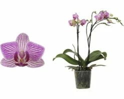 FLORASELF Orchidee Phalaenopsis-Cultivars Multiflower Rosa Potmaat Ø 9 Cm H 30-40 Cm -FLORASELF Verkoop DV 8 6592292 02 4c DE 20180306102534