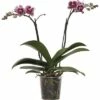 FLORASELF Vlinderorchidee Phalaenopsis-Cultivars Multiflower Potmaat Ø 9 Cm H 30-40 Cm 2 FLORASELF Vlinderorchidee Phalaenopsis-Cultivars Multiflower Potmaat Ø 9 Cm H 30-40 Cm -FLORASELF Verkoop DV 8 6592293 01 4c CH 20180117223556