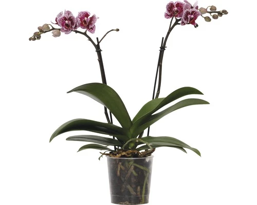 FLORASELF Vlinderorchidee Phalaenopsis-Cultivars Multiflower Potmaat Ø 9 Cm H 30-40 Cm 3 FLORASELF Vlinderorchidee Phalaenopsis-Cultivars Multiflower Potmaat Ø 9 Cm H 30-40 Cm