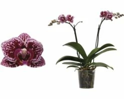 FLORASELF Vlinderorchidee Phalaenopsis-Cultivars Multiflower Potmaat Ø 9 Cm H 30-40 Cm 5 FLORASELF Vlinderorchidee Phalaenopsis-Cultivars Multiflower Potmaat Ø 9 Cm H 30-40 Cm -FLORASELF Verkoop DV 8 6592293 02 4c DE 20180306102915