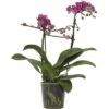 FLORASELF Vlinderorchidee Phalaenopsis-Cultivars Multiflower Dunkelrosa Potmaat Ø 9.0 Cm H 30-40 Cm -FLORASELF Verkoop DV 8 6592294 01 4c CH 20180117223627