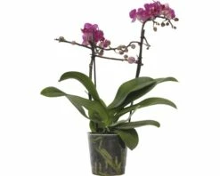 FLORASELF Vlinderorchidee Phalaenopsis-Cultivars Multiflower Dunkelrosa Potmaat Ø 9.0 Cm H 30-40 Cm