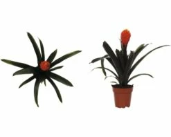FLORASELF® Kamerplant Guzmania Tala Oranje Potmaat Ø 12 Cm 8 FLORASELF® Kamerplant Guzmania Tala Oranje Potmaat Ø 12 Cm -FLORASELF Verkoop DV 8 6601240 01 4c DE 20210107131654
