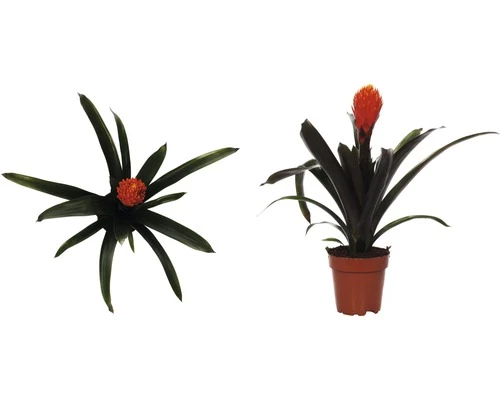 FLORASELF® Kamerplant Guzmania Tala Oranje Potmaat Ø 12 Cm 5 FLORASELF® Kamerplant Guzmania Tala Oranje Potmaat Ø 12 Cm - Afbeelding 3