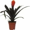 FLORASELF® Kamerplant Guzmania Tala Oranje Potmaat Ø 12 Cm -FLORASELF Verkoop DV 8 6601240 02 4c DE 20180123111908