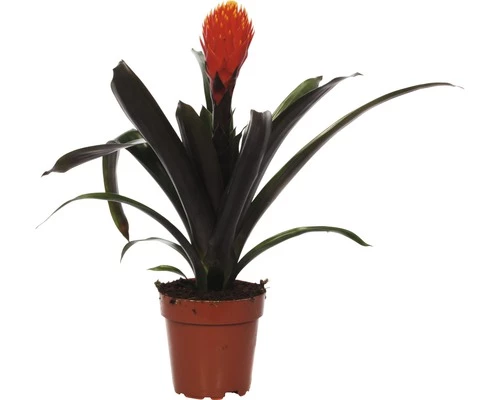 FLORASELF® Kamerplant Guzmania Tala Oranje Potmaat Ø 12 Cm 3 FLORASELF® Kamerplant Guzmania Tala Oranje Potmaat Ø 12 Cm