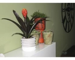 FLORASELF® Kamerplant Guzmania Tala Oranje Potmaat Ø 12 Cm 9 FLORASELF® Kamerplant Guzmania Tala Oranje Potmaat Ø 12 Cm -FLORASELF Verkoop DV 8 6601240 03 4c DE 20210107131654