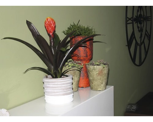 FLORASELF® Kamerplant Guzmania Tala Oranje Potmaat Ø 12 Cm 6 FLORASELF® Kamerplant Guzmania Tala Oranje Potmaat Ø 12 Cm - Afbeelding 4