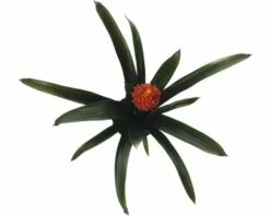 FLORASELF® Kamerplant Guzmania Tala Oranje Potmaat Ø 12 Cm 7 FLORASELF® Kamerplant Guzmania Tala Oranje Potmaat Ø 12 Cm -FLORASELF Verkoop DV 8 6601240 04 4c DE 20180123110423