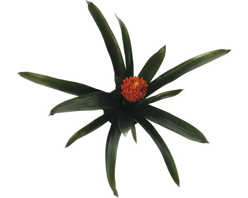 FLORASELF® Kamerplant Guzmania Tala Oranje Potmaat Ø 12 Cm 4 FLORASELF® Kamerplant Guzmania Tala Oranje Potmaat Ø 12 Cm - Afbeelding 2