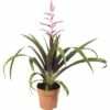 FLORASELF Tillandsia Tillandsia Hybride 'Andreas' Potmaat Ø 12 Cm H 45-55 Cm -FLORASELF Verkoop DV 8 6601242 01 4c DE 20180123111110