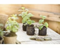 FLORASELF® Turftabletten 50st