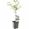 FLORASELF Appel Malus D, 'Braeburn' Potmaat Ø 18 Cm H 50 Cm -FLORASELF Verkoop DV 8 6623953 01 4c NL 20220508214659