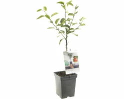 FLORASELF Appel Malus D, 'Braeburn' Potmaat Ø 18 Cm H 50 Cm