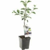 FLORASELF Appel Malus D, 'Golden Delicious' Potmaat Ø 18 Cm H 50 Cm -FLORASELF Verkoop DV 8 6623956 01 4c NL 20220508214659