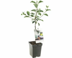 FLORASELF Appel Malus D, 'Golden Delicious' Potmaat Ø 18 Cm H 50 Cm