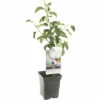 FLORASELF Appel Malus D, 'Rode Boskoop' Potmaat Ø 18 Cm H 50 Cm