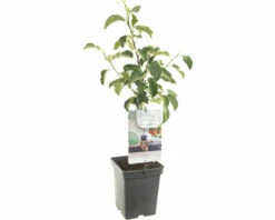 FLORASELF Appel Malus D, 'Rode Boskoop' Potmaat Ø 18 Cm H 50 Cm