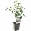 FLORASELF Appel Malus D, 'Rode Jonagold' Potmaat Ø 18 Cm H 50 Cm -FLORASELF Verkoop DV 8 6623959 01 4c NL 20220508214659