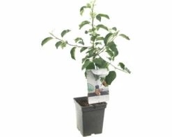 FLORASELF Appel Malus D, 'Rode Jonagold' Potmaat Ø 18 Cm H 50 Cm