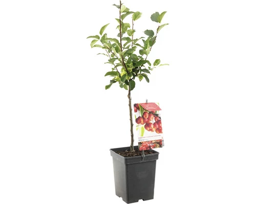 FLORASELF Sierappel Malus 'Red Sentinel' Potmaat Ø 18 Cm H 50 Cm 3 FLORASELF Sierappel Malus 'Red Sentinel' Potmaat Ø 18 Cm H 50 Cm