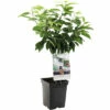 FLORASELF Kers Prunus A, 'Dubbele Meikers' Potmaat Ø 18 Cm H 50 Cm -FLORASELF Verkoop DV 8 6623963 01 4c NL 20220508214659