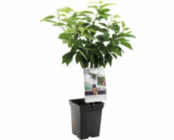 FLORASELF Kers Prunus A, 'Dubbele Meikers' Potmaat Ø 18 Cm H 50 Cm