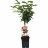 FLORASELF Kers Prunus Avium 'Lapins' Ø 18 Cm -FLORASELF Verkoop DV 8 6623965 01 4c NL 20180912071658