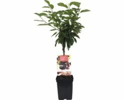 FLORASELF Kers Prunus Avium 'Lapins' Ø 18 Cm