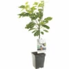 FLORASELF Kers Prunus A, 'Regina' Potmaat Ø 18 Cm H 50 Cm 2 FLORASELF Kers Prunus A, 'Regina' Potmaat Ø 18 Cm H 50 Cm -FLORASELF Verkoop DV 8 6623966 01 4c NL 20220508214659