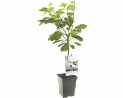 FLORASELF Kers Prunus A, 'Regina' Potmaat Ø 18 Cm H 50 Cm