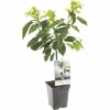 FLORASELF Kersenboom Prunus Avium 'Sunburst' Potmaat Ø 18 Cm H 65 Cm -FLORASELF Verkoop DV 8 6623968 01 4c NL 20210226074950