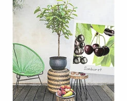 FLORASELF Kersenboom Prunus Avium 'Sunburst' Potmaat Ø 18 Cm H 65 Cm -FLORASELF Verkoop DV 8 6623968 03 4c NL 20210225131659