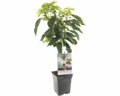 FLORASELF Pruim Prunus D, 'Hauszwetsche' Potmaat Ø 18 Cm H 50 Cm
