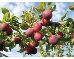 FLORASELF Pruim Prunus Domestica 'Opal' Ø 18 Cm 9 FLORASELF Pruim Prunus Domestica 'Opal' Ø 18 Cm -FLORASELF Verkoop DV 8 6623974 01 4c NL 20180502093739