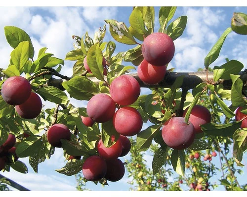 FLORASELF Pruim Prunus Domestica 'Opal' Ø 18 Cm 5 FLORASELF Pruim Prunus Domestica 'Opal' Ø 18 Cm - Afbeelding 3