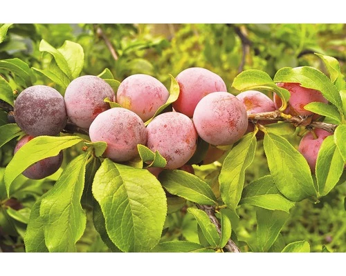 FLORASELF Pruim Prunus Domestica 'Opal' Ø 18 Cm 7 FLORASELF Pruim Prunus Domestica 'Opal' Ø 18 Cm - Afbeelding 5