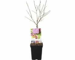 FLORASELF Pruim Prunus Domestica 'Opal' Ø 18 Cm 10 FLORASELF Pruim Prunus Domestica 'Opal' Ø 18 Cm -FLORASELF Verkoop DV 8 6623974 04 4c NL 20180502194434