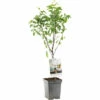 FLORASELF Peer Pyrus C, 'Bonne Louise D'Avranches' Potmaat Ø 18 Cm H 50 Cm -FLORASELF Verkoop DV 8 6623980 01 4c NL 20220507221701