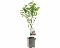 FLORASELF Peer Pyrus C, 'Bonne Louise D'Avranches' Potmaat Ø 18 Cm H 50 Cm