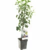 FLORASELF Peer Pyrus C, 'Doyenné Du Comice' Potmaat Ø 18 Cm H 50 Cm -FLORASELF Verkoop DV 8 6623982 01 4c NL 20220507221701