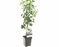 FLORASELF Peer Pyrus C, 'Doyenné Du Comice' Potmaat Ø 18 Cm H 50 Cm